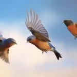 Birds of Spring and Their Meanings