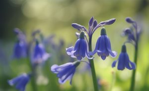 Spiritual Meaning of Blue Flowers