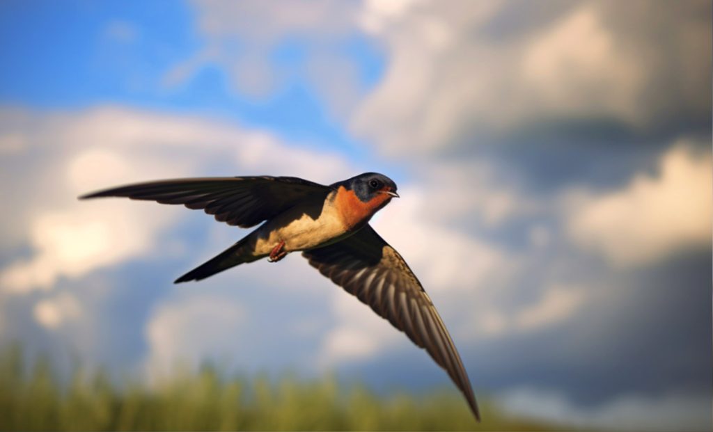 Symbolic Swallow Meaning