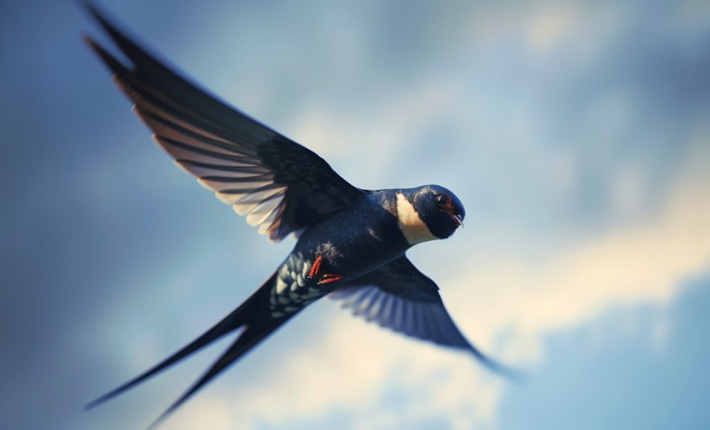 Symbolic Swallow Meaning