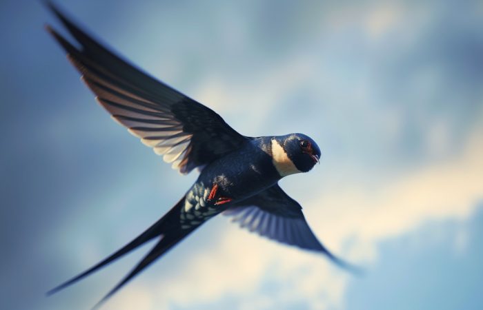 Symbolic Swallow Meaning
