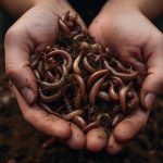 Earthworm Symbolism