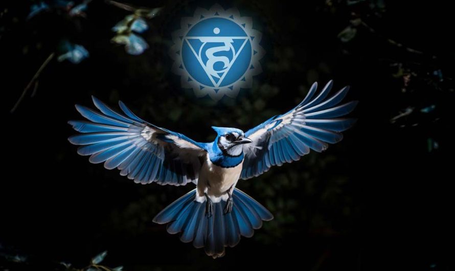 Vishuddha and Blue Jay: Connections Between the Throat Chakra and Blue Jay Meaning