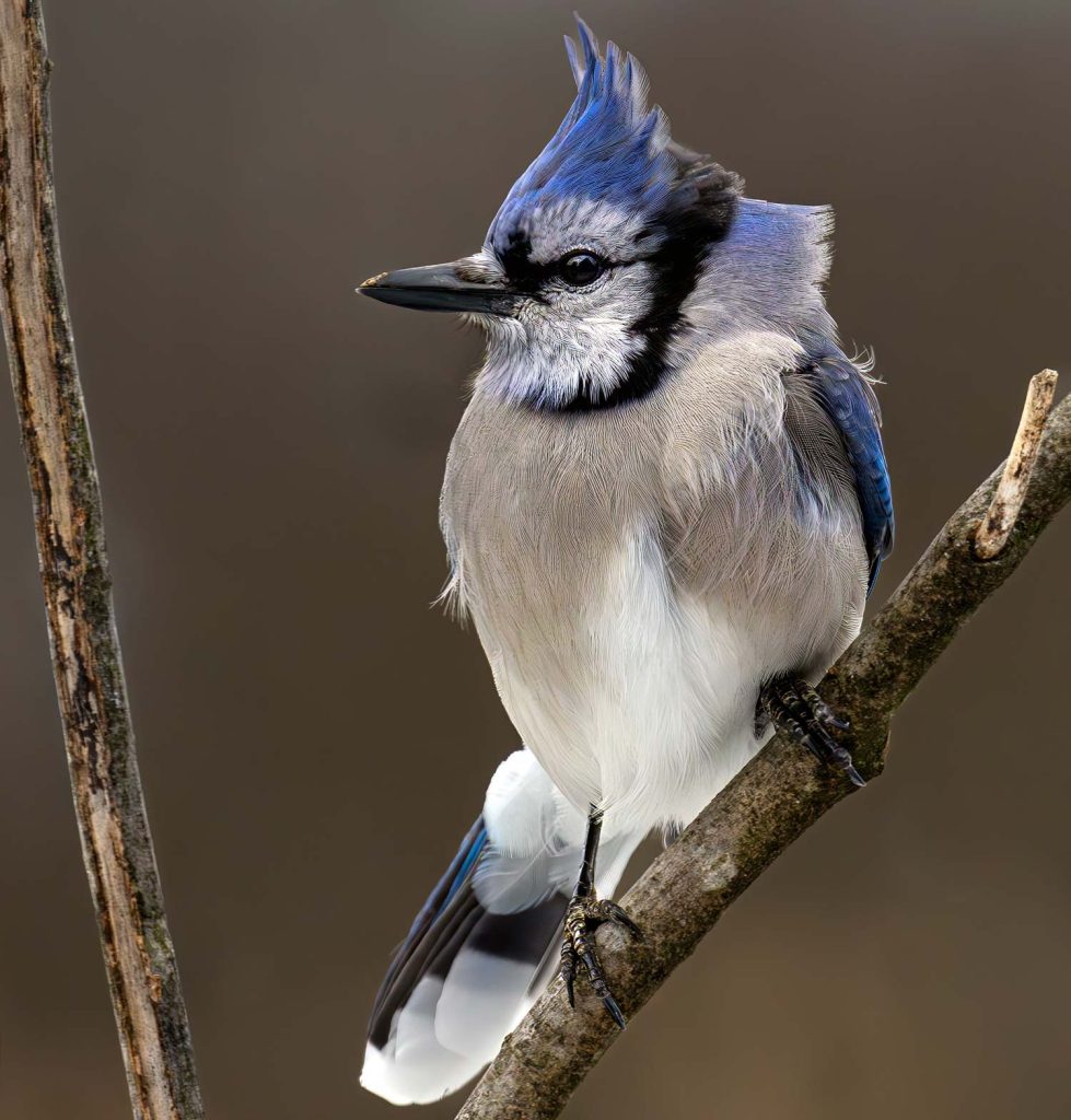 Vishuddha and Blue Jay Insights: Exploring the Throat Chakra and Blue Jay Meaning - Image Courtesy of Dave Crotty