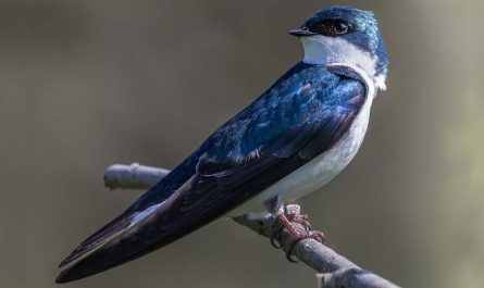 Spiritual and Symbolic Birds for the Month of May