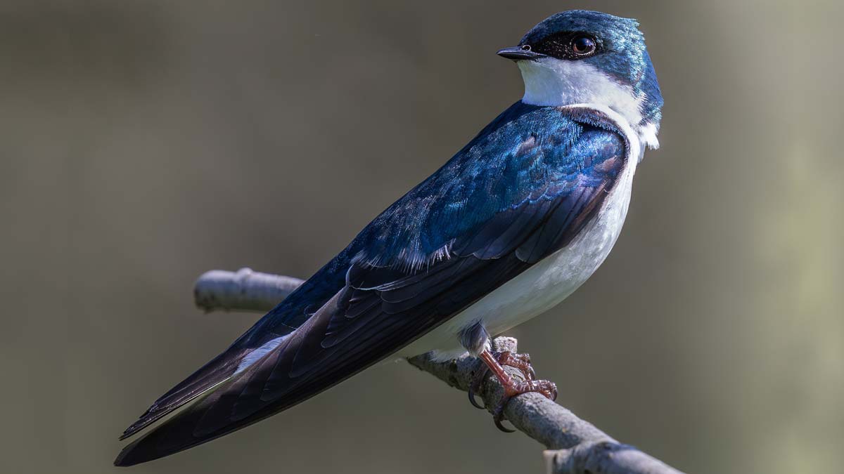 Spiritual and Symbolic Birds for the Month of May