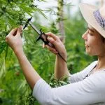 Tips for Visiting a Farm dispensary