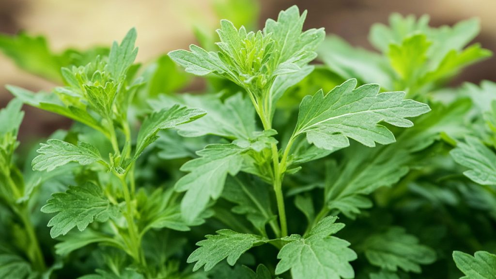 Must-Have Plants for Every Green Witch's Garden - Mugwort