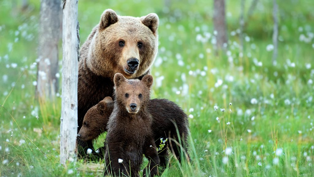 Animal Guides of June: The Bear