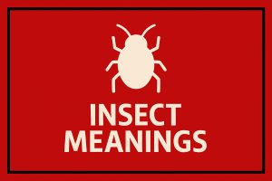 Insect Meanings and Symbolism on Whats-Your-Sign