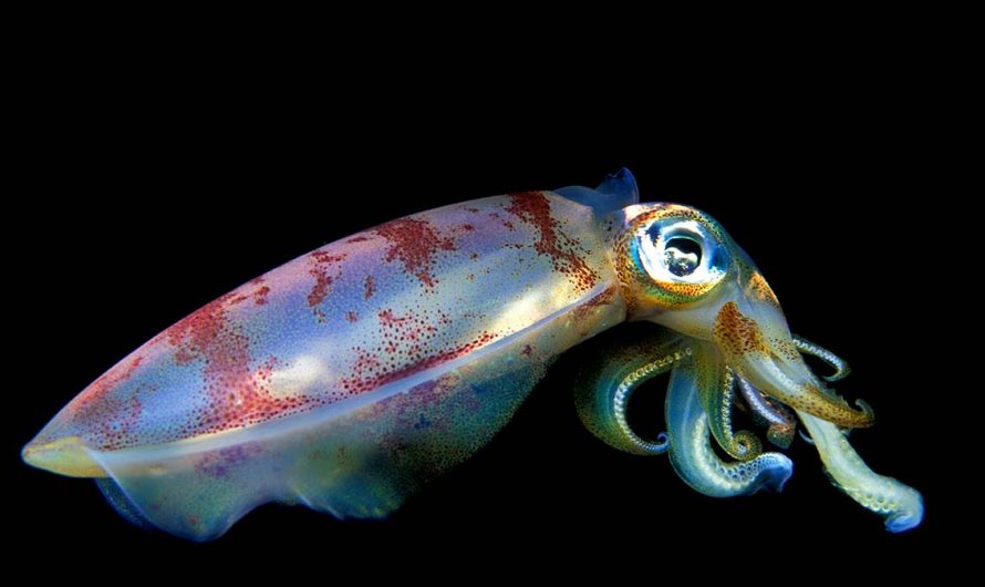 Diving Deep Into the Symbolic and Spiritual Meaning of the Squid