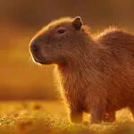 Capybara Symbolism & Capybara Spiritual Meaning
