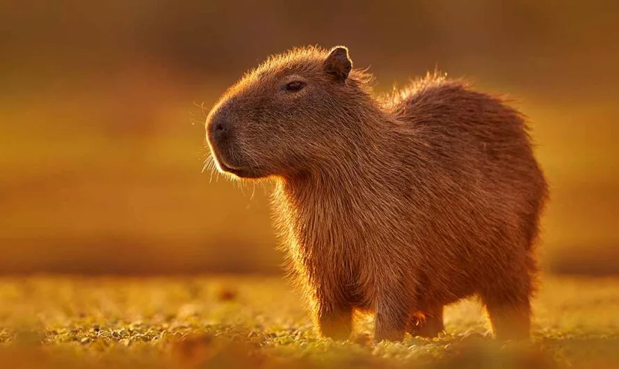 Capybara Symbolism & Spirit Animal Lessons You Didn’t Know You Needed