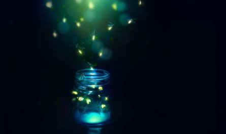 Firefly Spiritual Meaning
