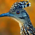 Roadrunner spiritual meaning and symbolism in Southwestern cultures