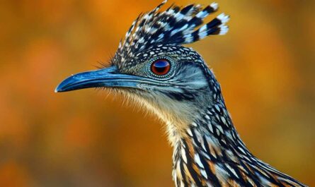 Roadrunner spiritual meaning and symbolism in Southwestern cultures