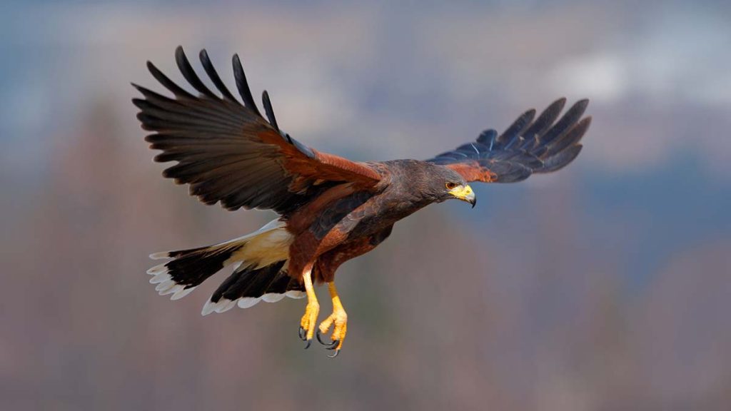 Hawk Native American Zodiac Sign Meanings