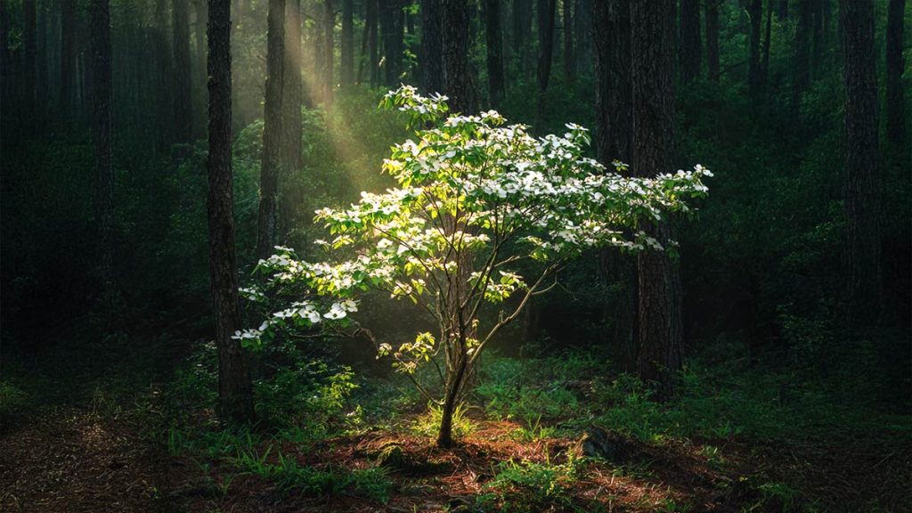 Dogwood Spiritual Symbolism: Folklore, Totems, and Dream Messages