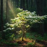 Dogwood Spiritual Symbolism: Folklore, Totems, and Dream Messages