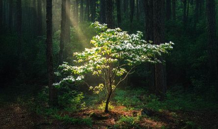 Dogwood Spiritual Symbolism: Folklore, Totems, and Dream Messages