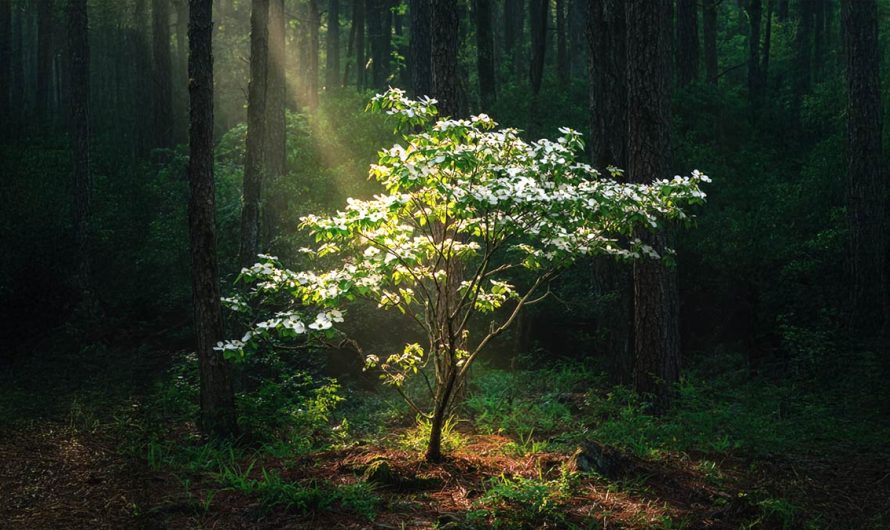 The Blossoming Truth of Dogwood Spiritual Symbolism: Folklore, Totems, and Dream Messages