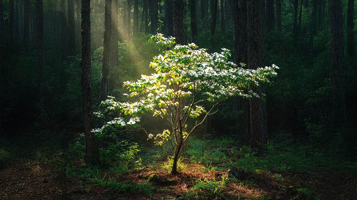 Dogwood Spiritual Symbolism: Folklore, Totems, and Dream Messages