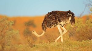 Meaning of Ostrich in Cultural Myths