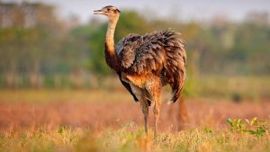 Meaning of Ostrich as a Spirit Animal