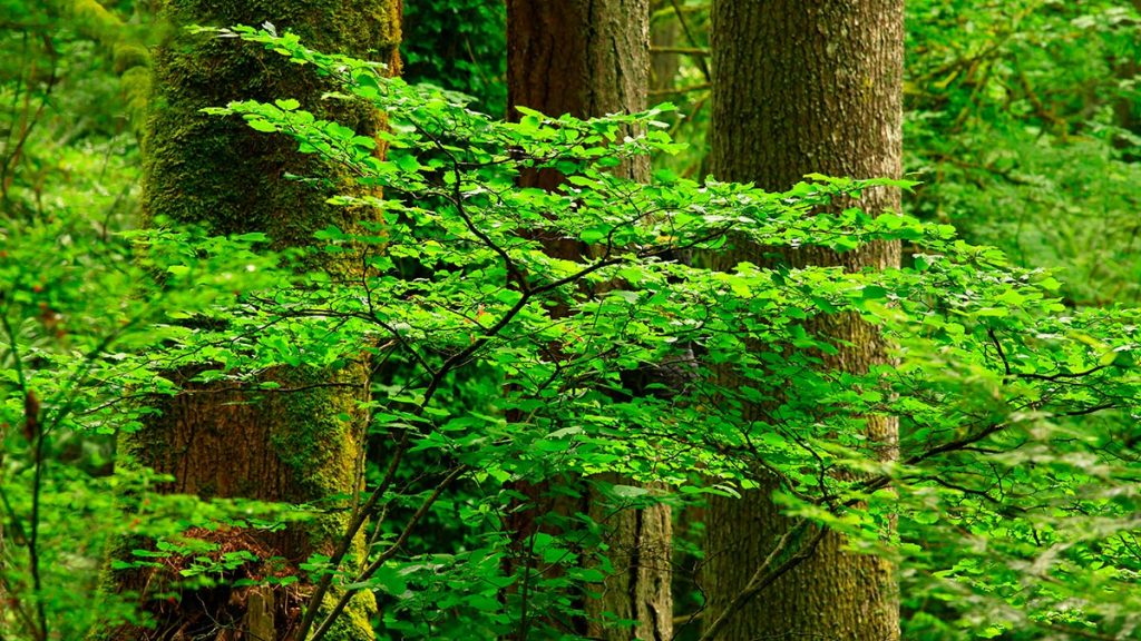 Spiritual Meaning of the Dogwood Tree