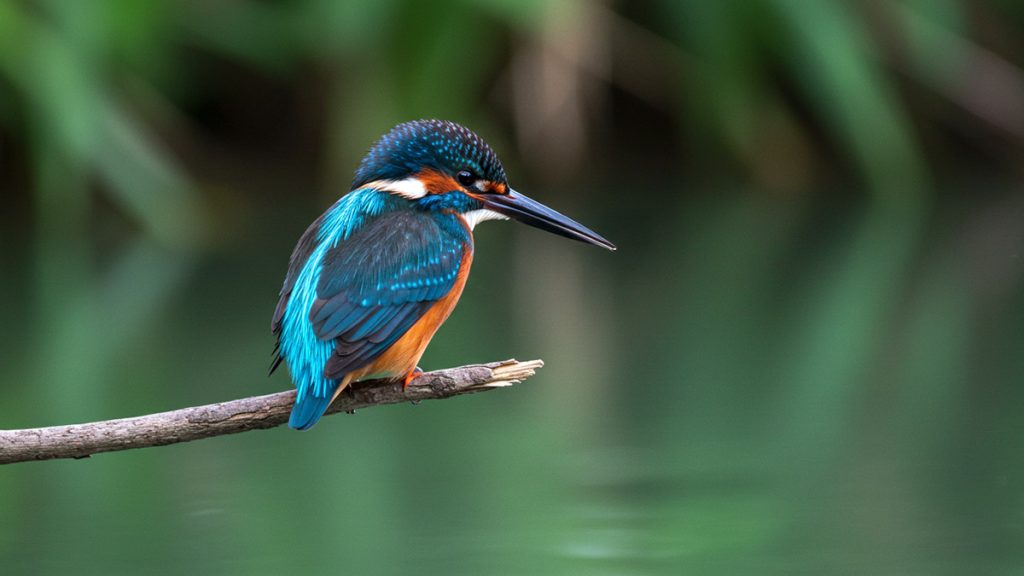 Spiritual Meaning of Kingfisher Sightings