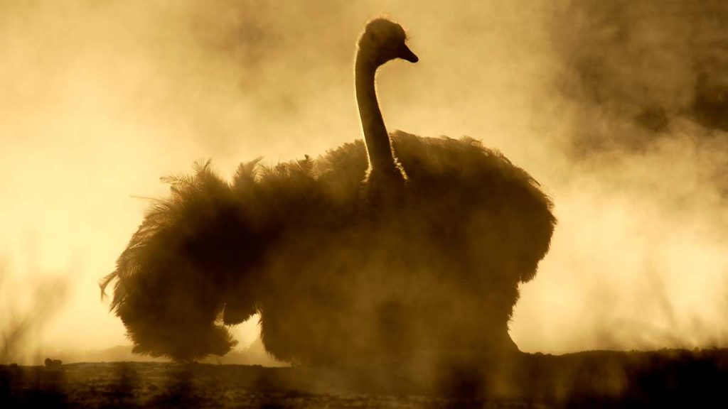 Meaning of Ostrich Dreams