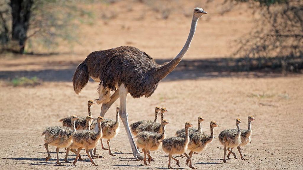Spiritual Meaning of the Ostrich Nest and Community