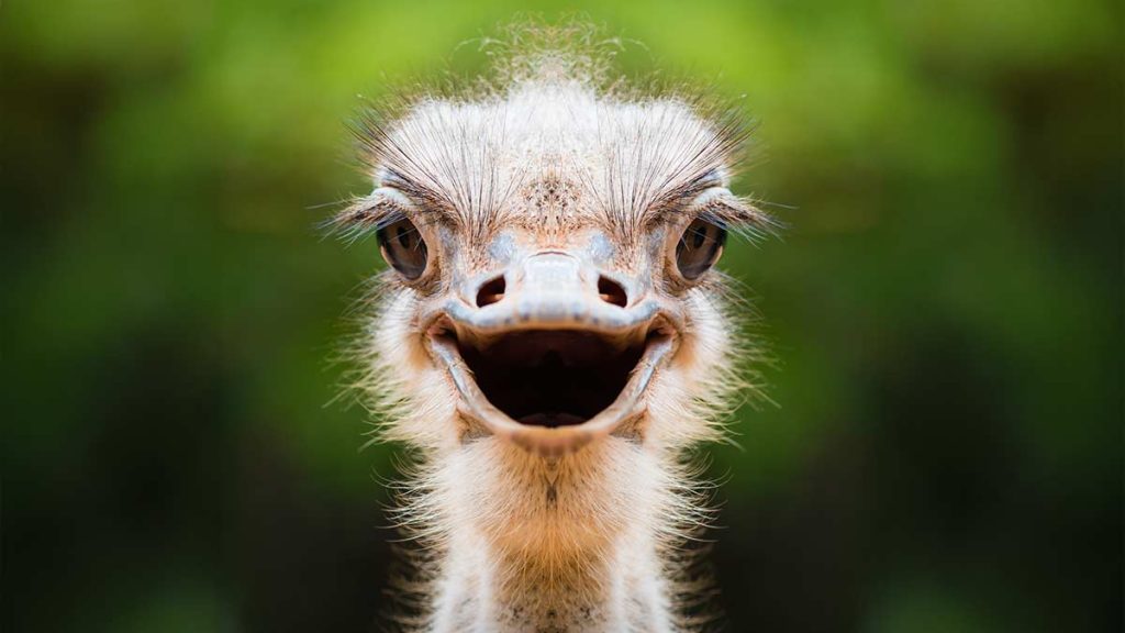 Spiritual Meaning of the Ostrich in Dreams, Myths, and as a Spirit Animal