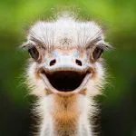 Spiritual Meaning of the Ostrich in Dreams, Myths, and as a Spirit Animal