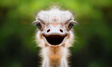 Spiritual Meaning of the Ostrich in Dreams, Myths, and as a Spirit Animal