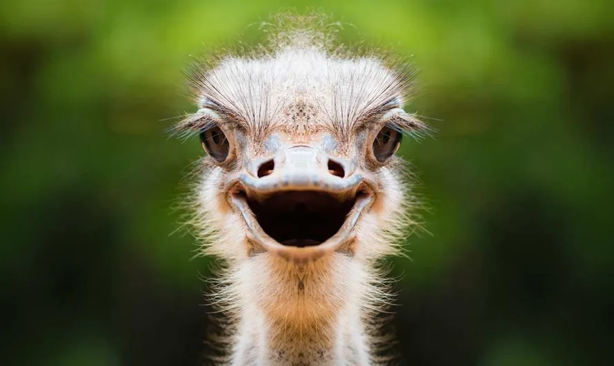 From Feathers to Eggs: Symbolism & Spiritual Meaning of the Ostrich