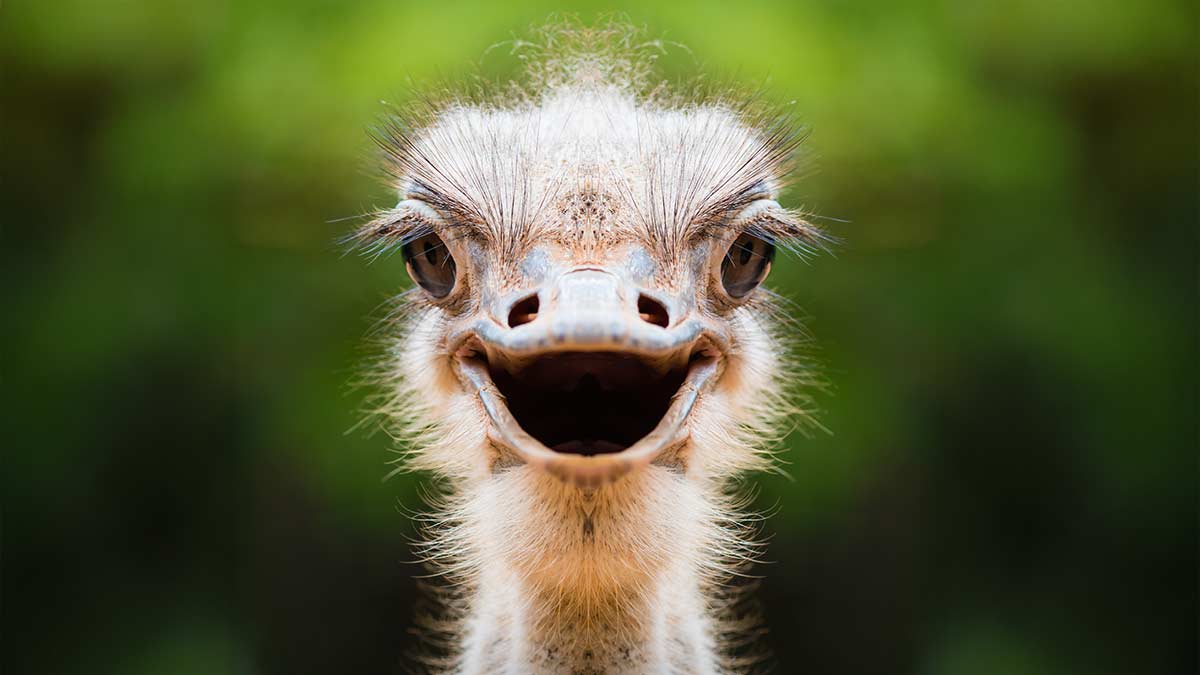 Spiritual Meaning of the Ostrich in Dreams, Myths, and as a Spirit Animal