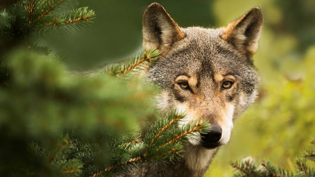 Wolf Native American Zodiac Sign Meaning and Associations