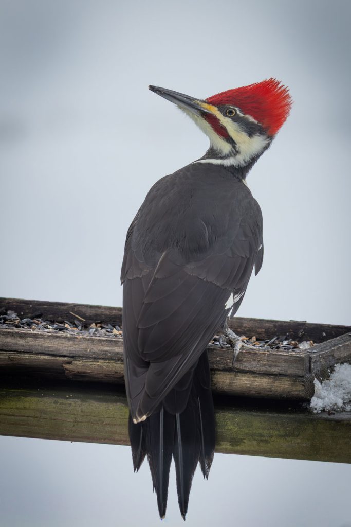 Symbolic Menaing of Pileated Woodpecker. Image by Dave Crotty
