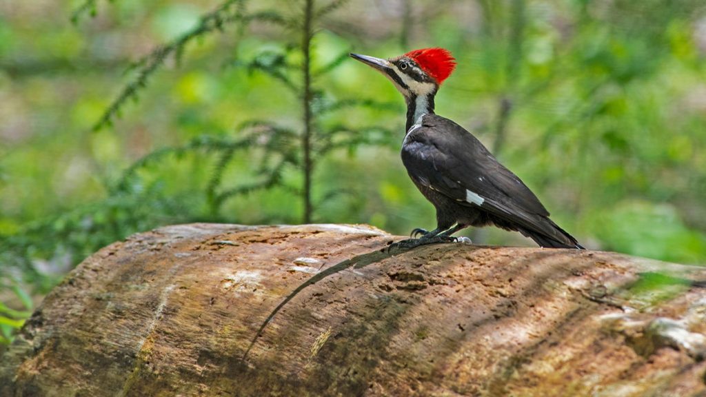 Spiritual Meaning of Pileated Woodpecker - Avia's Story