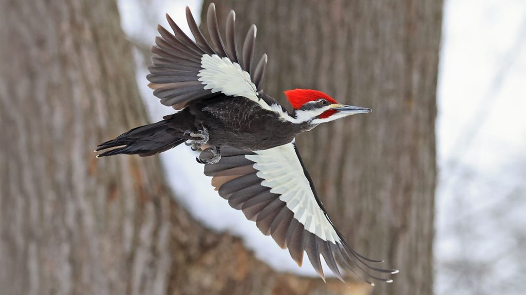 Symbolic Meaning of Pileated Woodpecker