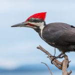 Symbolic & Spiritual Meaning of Pileated Woodpecker