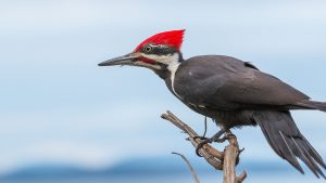 Symbolic & Spiritual Meaning of Pileated Woodpecker