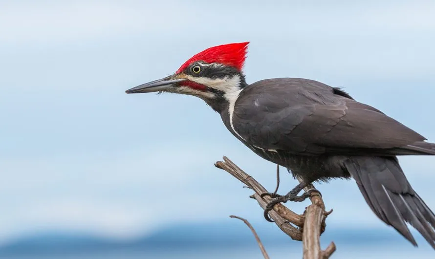 Symbolic & Spiritual Meaning of Pileated Woodpecker: How This Bird Helped Me (and can help you too)