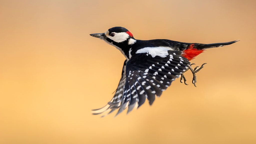 Woodpecker Native American sign meaning and symbolism
