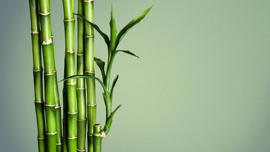 Lucky Tree Meaning Bamboo