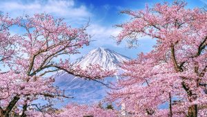 Lucky Tree Meaning Cherry Blossom Symbolism