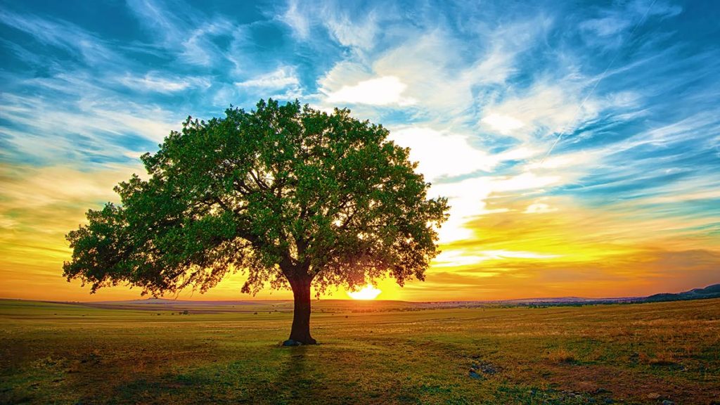 Lucky Tree Meaning Oak