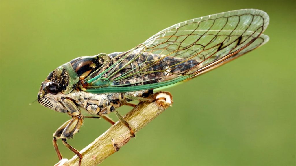 Spiritual and Symbolic Meaning of Cicada