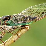 Spiritual and Symbolic Meaning of Cicada